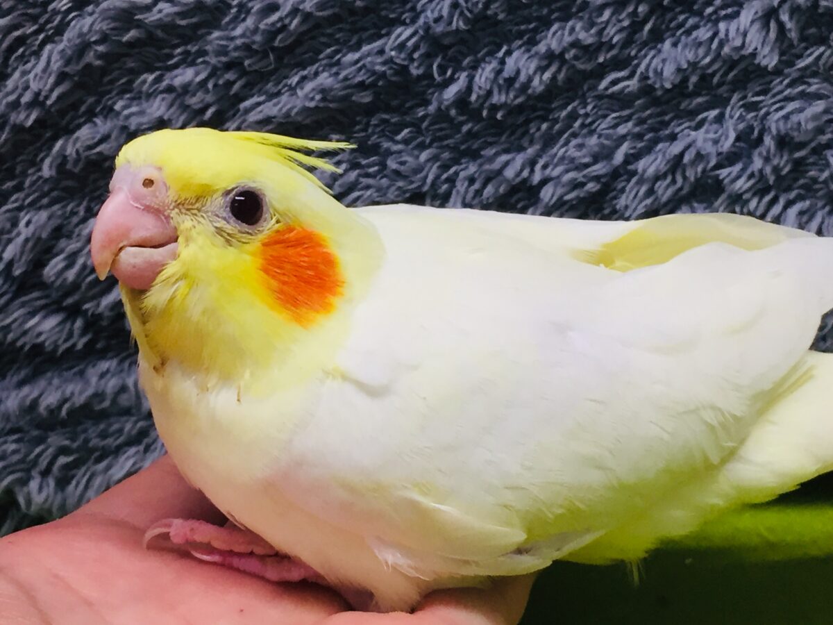 オカメインコ