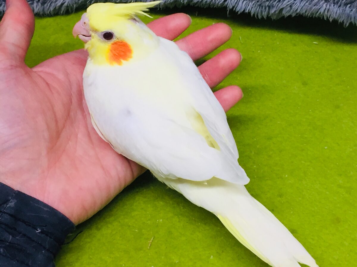 オカメインコ