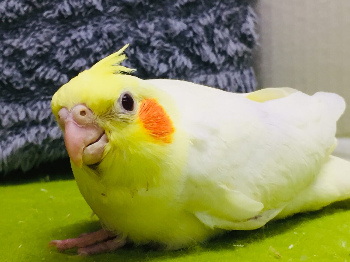 オカメインコ