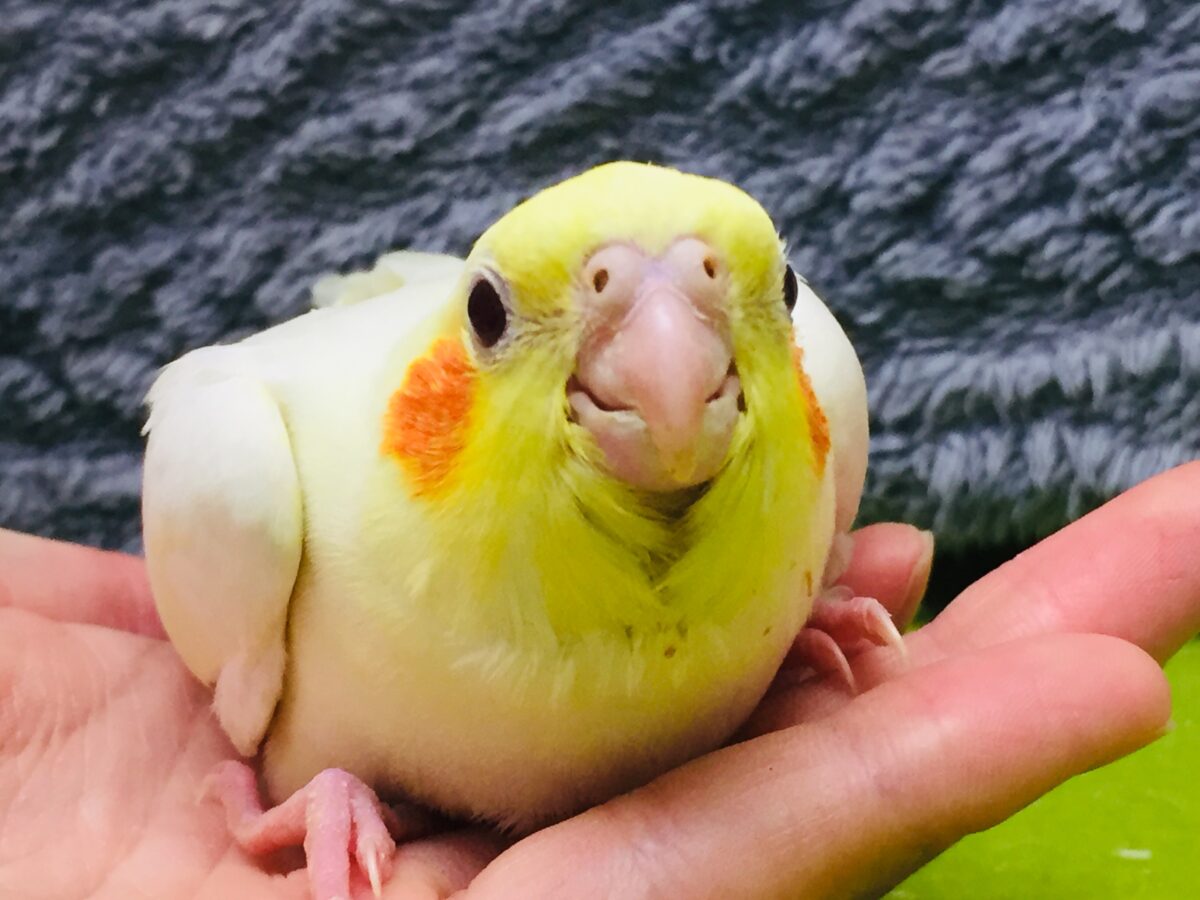 オカメインコ