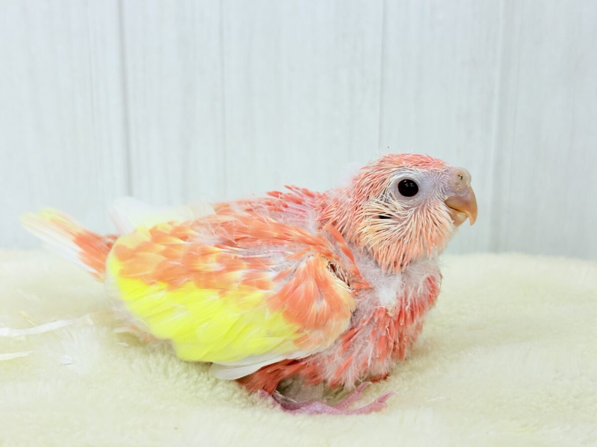 アキクサインコ（秋草インコ）