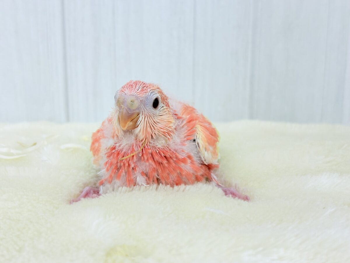 アキクサインコ（秋草インコ）