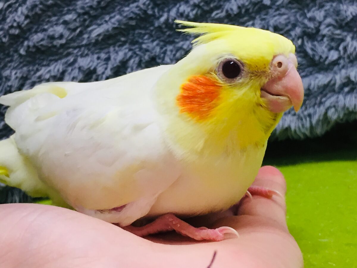 ⭐⭐オカメインコ（ルチノー）⭐⭐