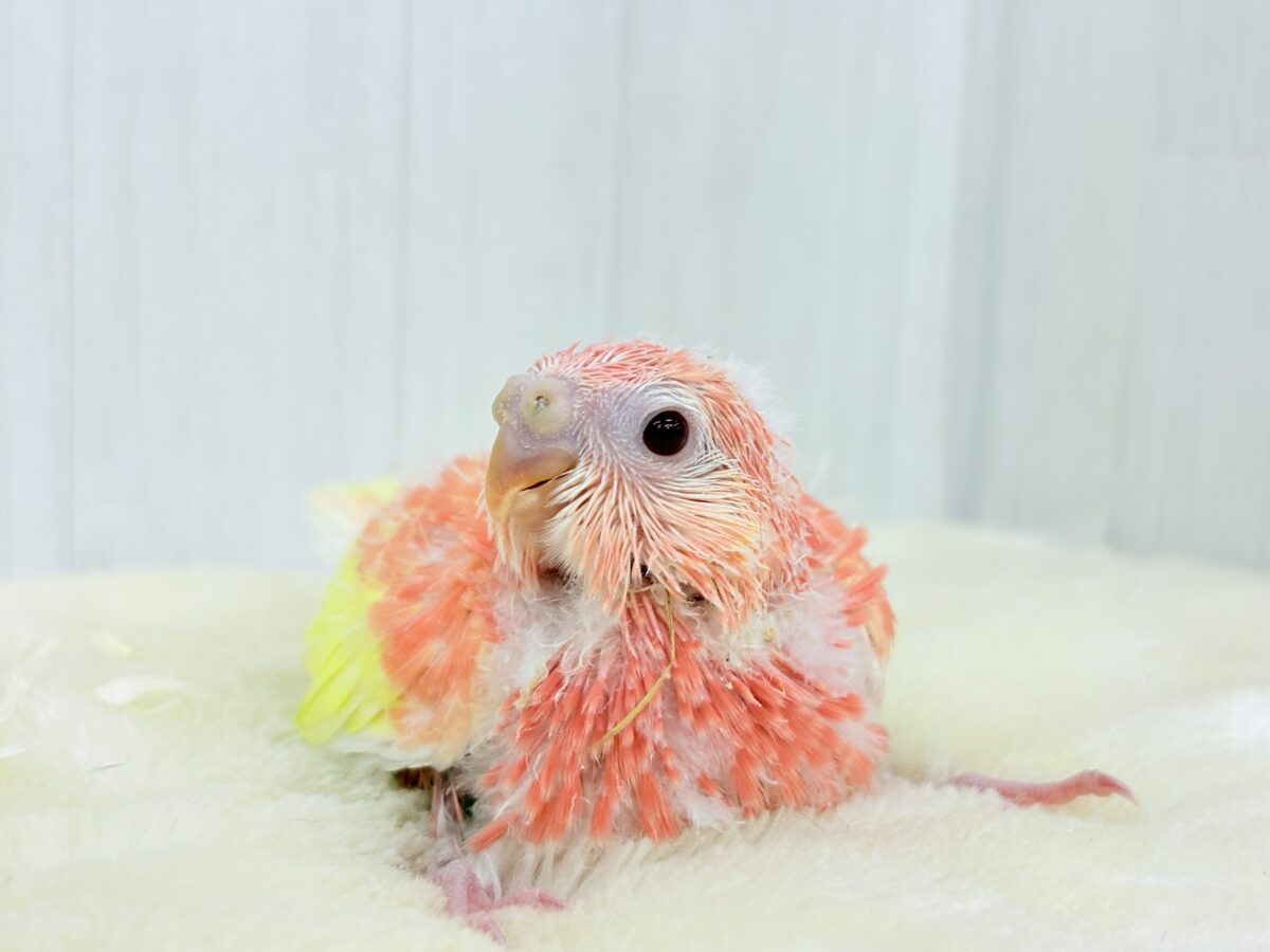 アキクサインコ（秋草インコ）