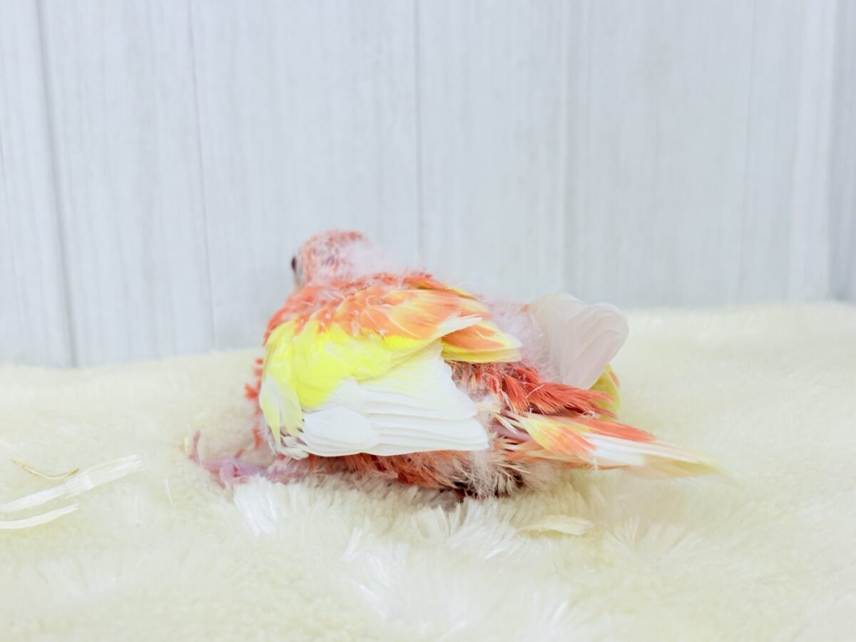 アキクサインコ（秋草インコ）