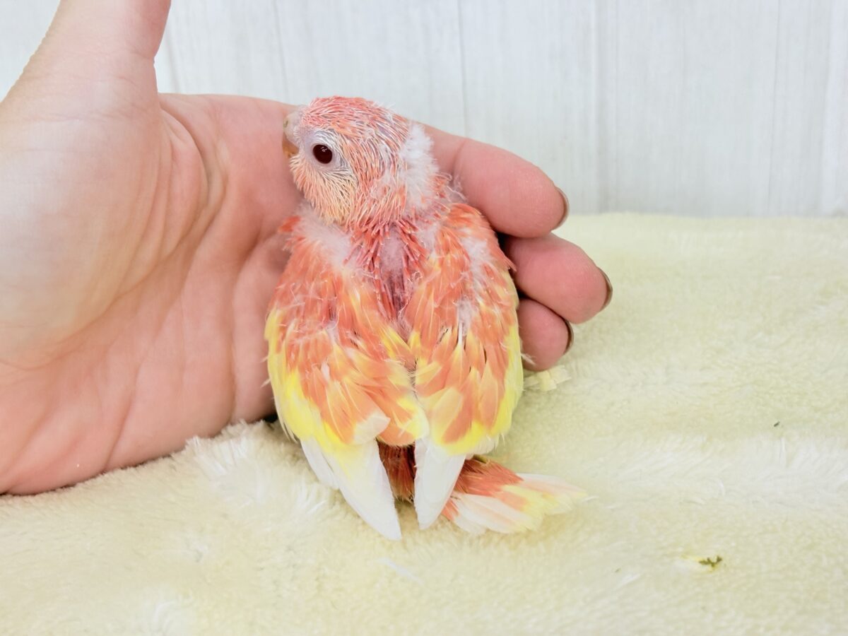 アキクサインコ（秋草インコ）