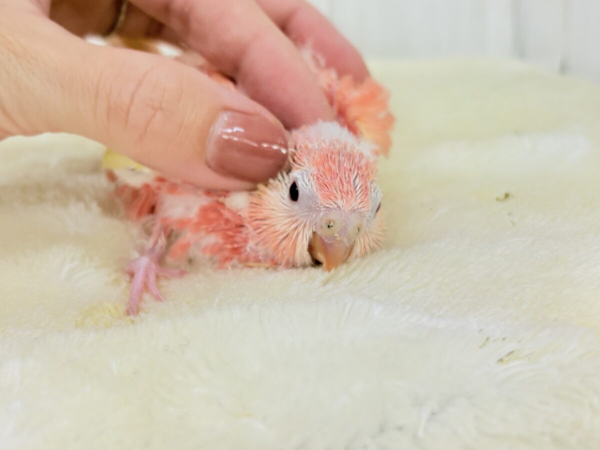 アキクサインコ（秋草インコ）