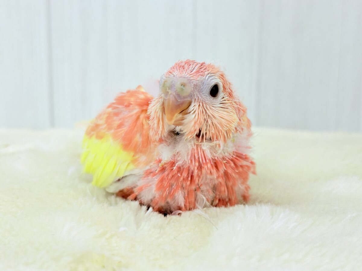 サーモンカルパッチョ🩷スッキリ濃厚✨綺麗すぎるルビノーカラーの秋草インコ🎶
