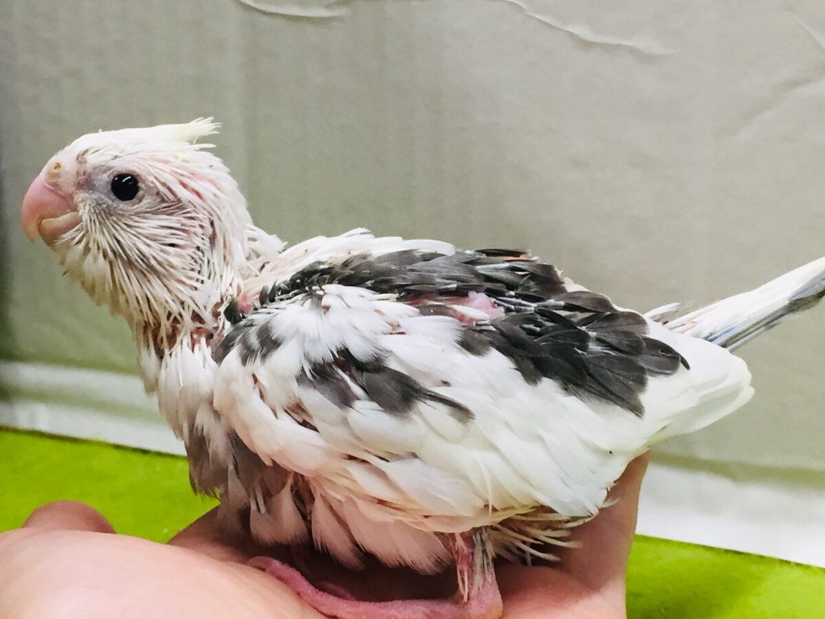 オカメインコ