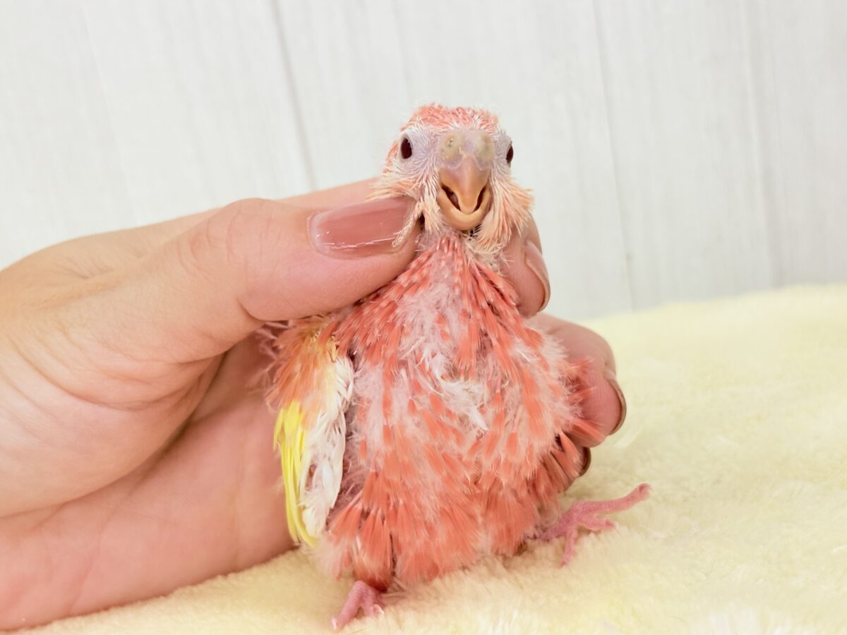 アキクサインコ（秋草インコ）
