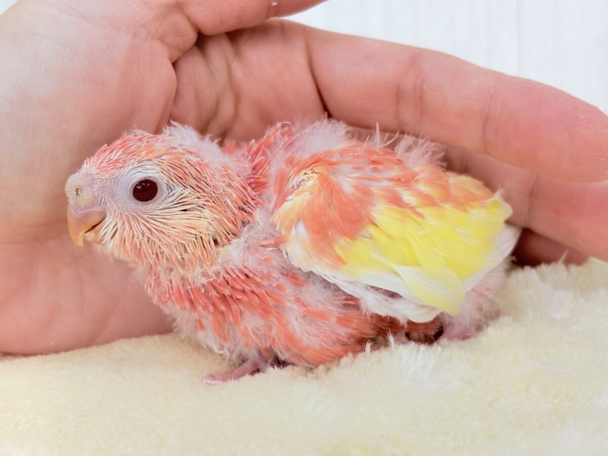 アキクサインコ（秋草インコ）