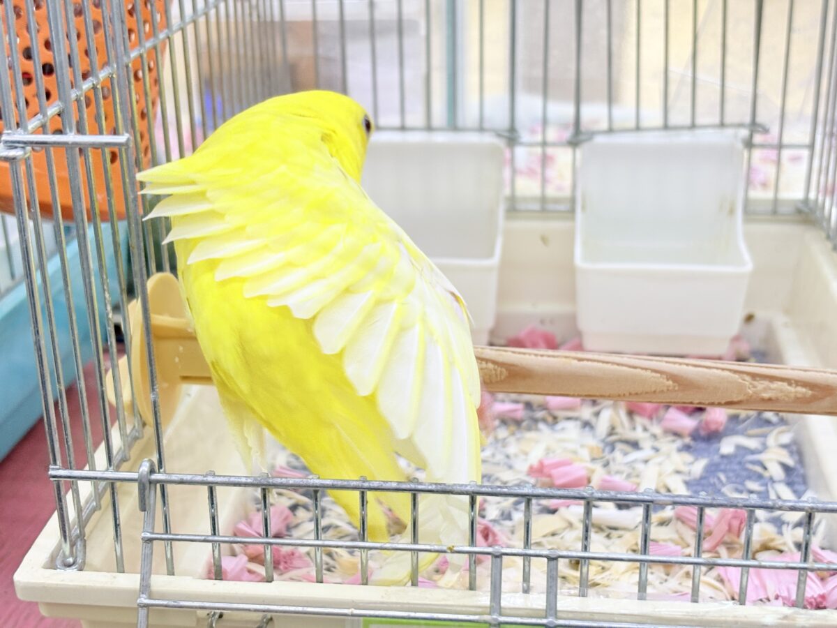 サザナミインコ