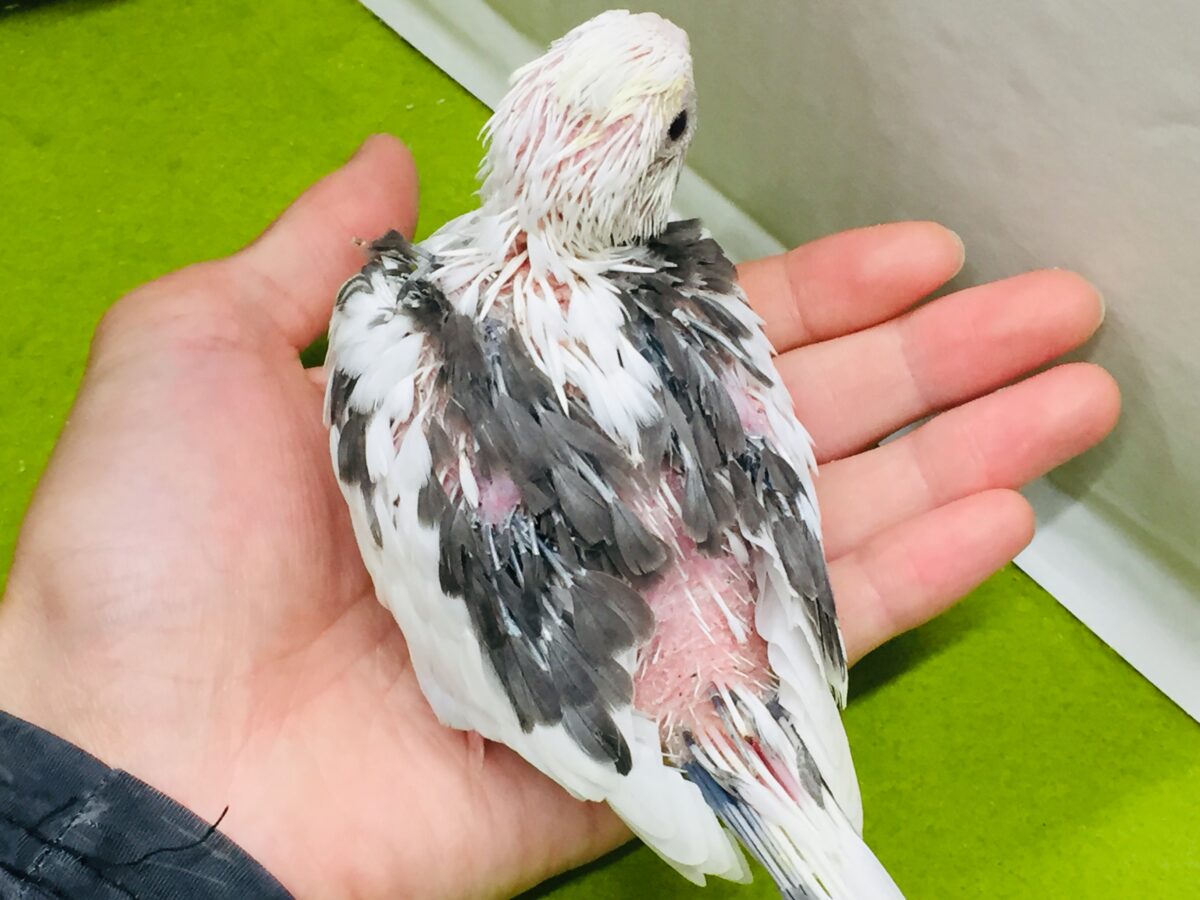オカメインコ