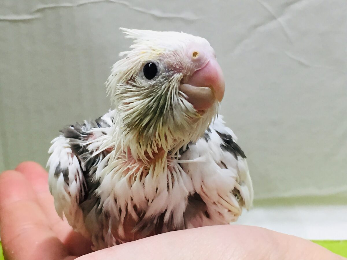 オカメインコ
