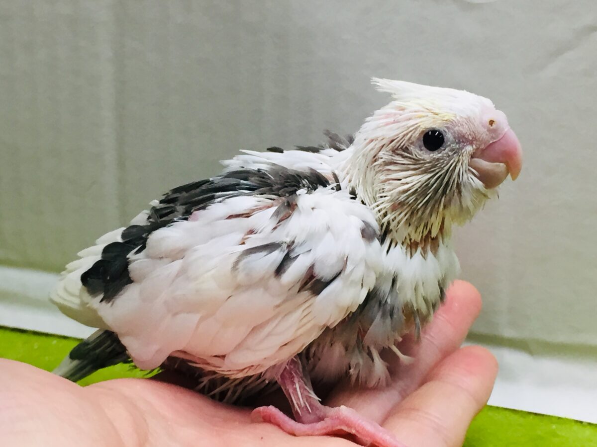 オカメインコ