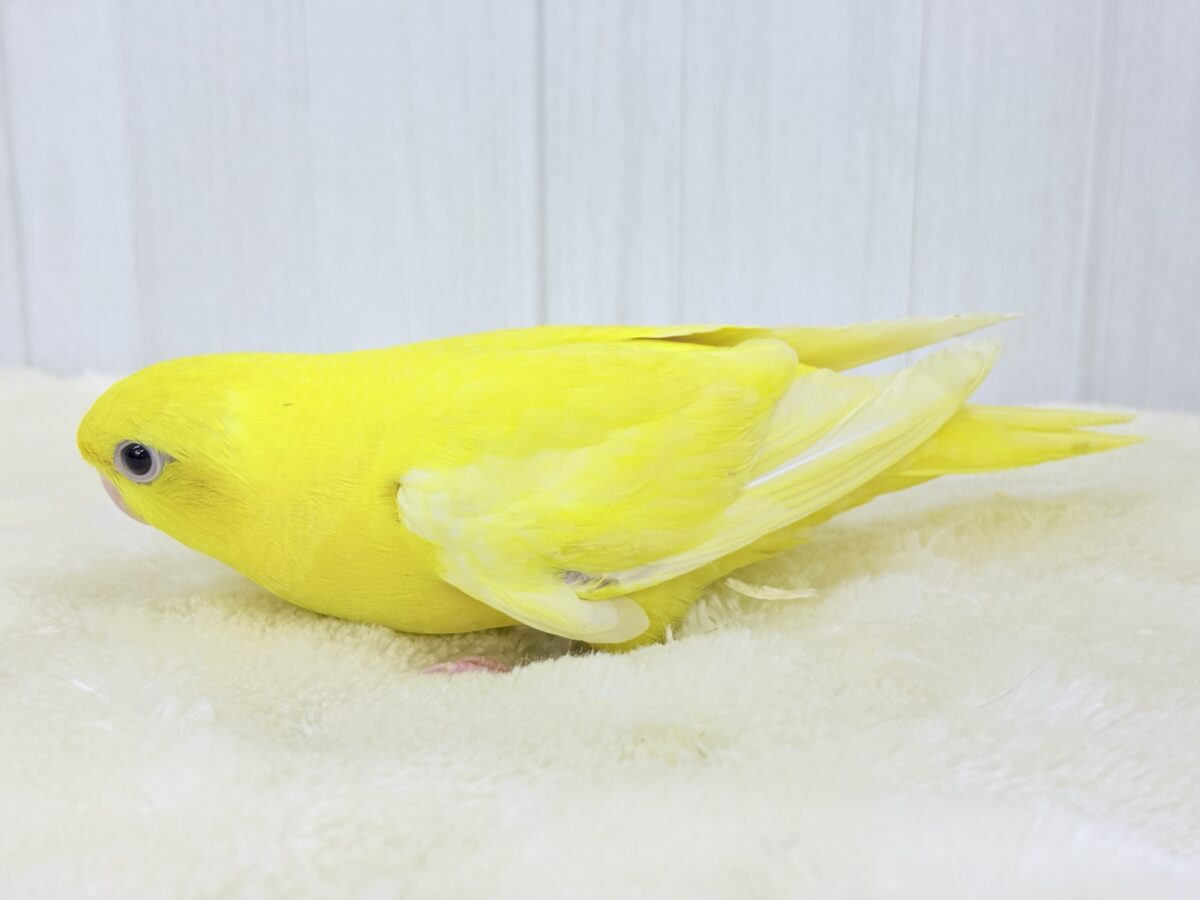 サザナミインコ
