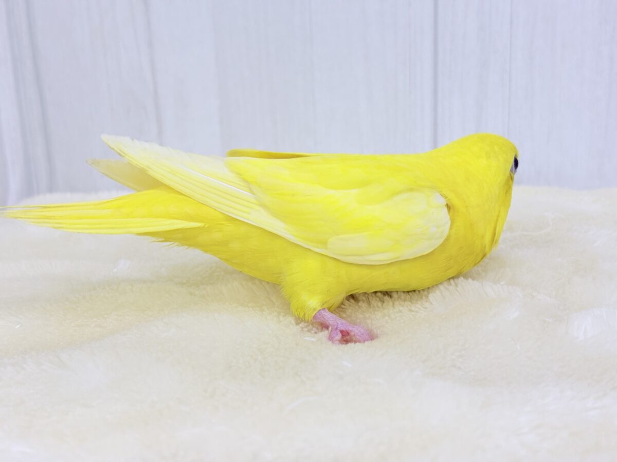 サザナミインコ