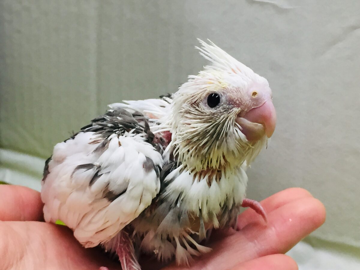 久々に来てくれました💖💖💖💖　オカメインコ（ホワイトフェイスパイド）