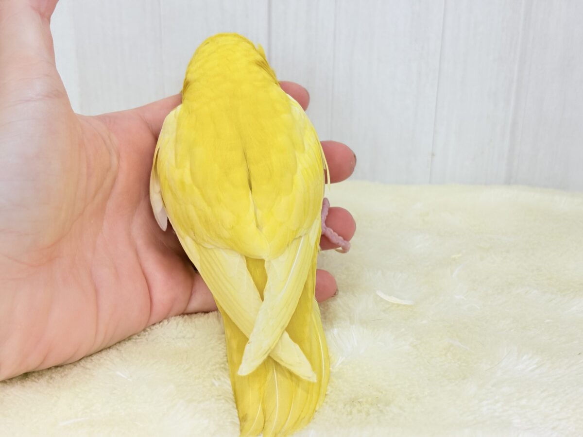 サザナミインコ