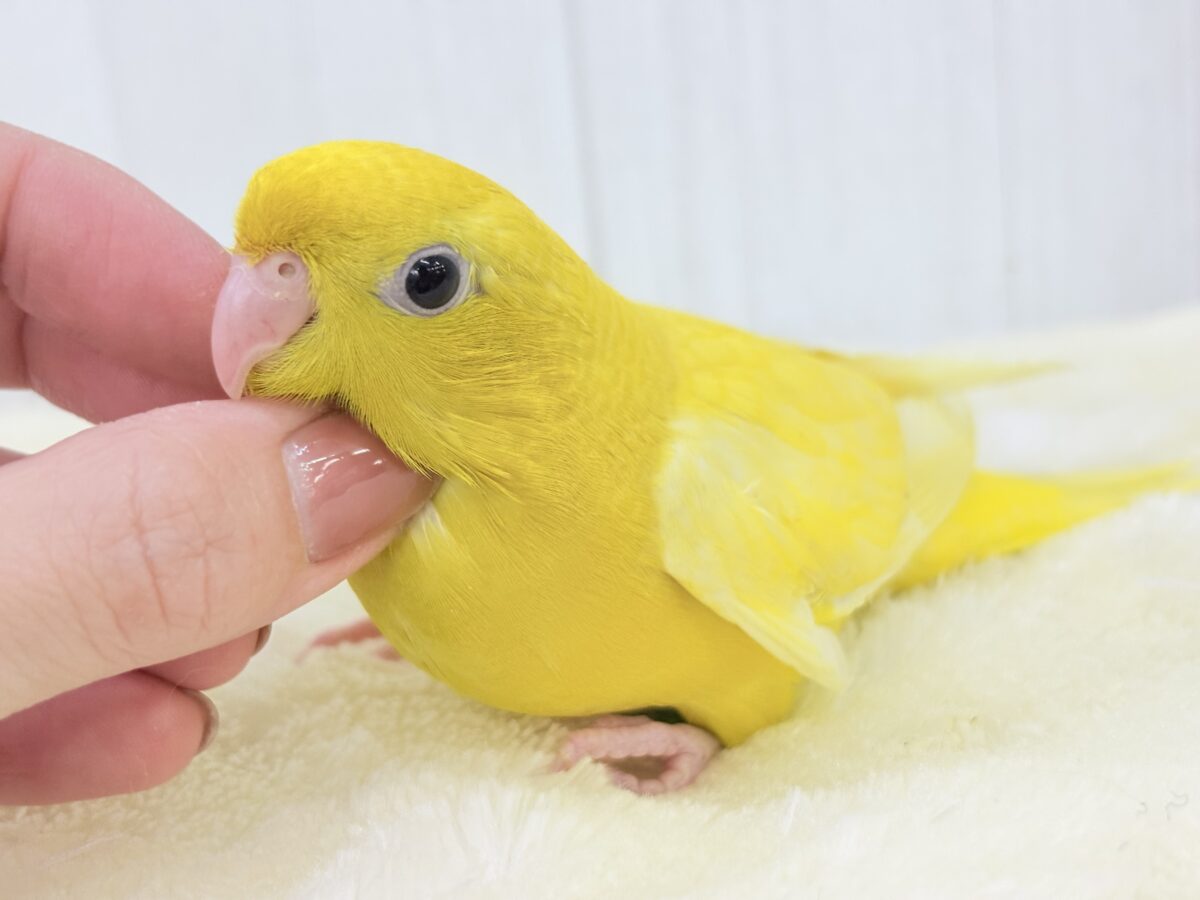 サザナミインコ