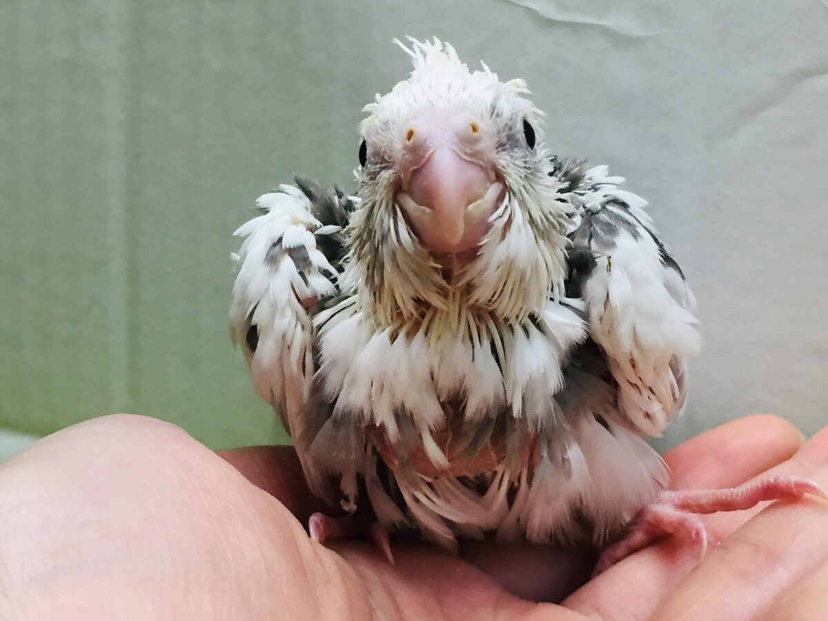 オカメインコ