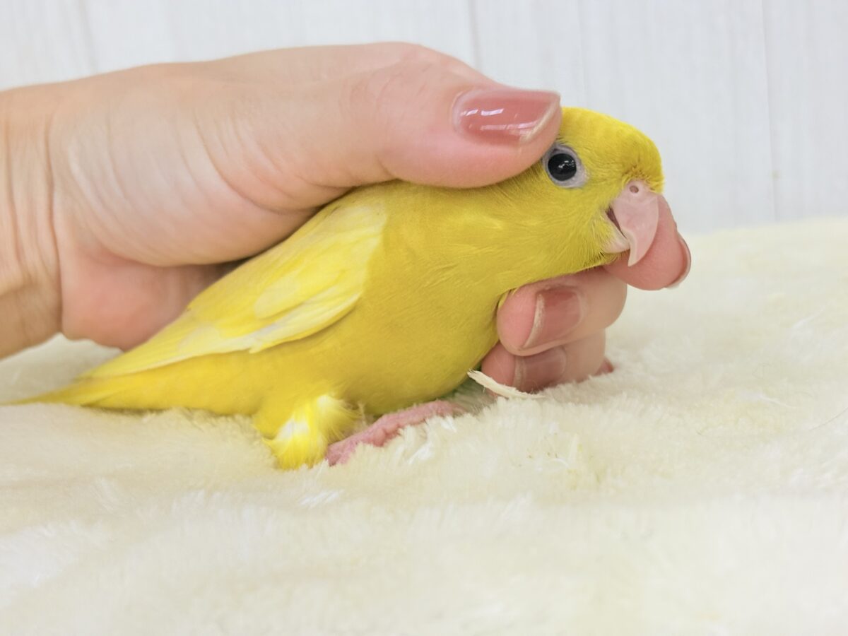 サザナミインコ