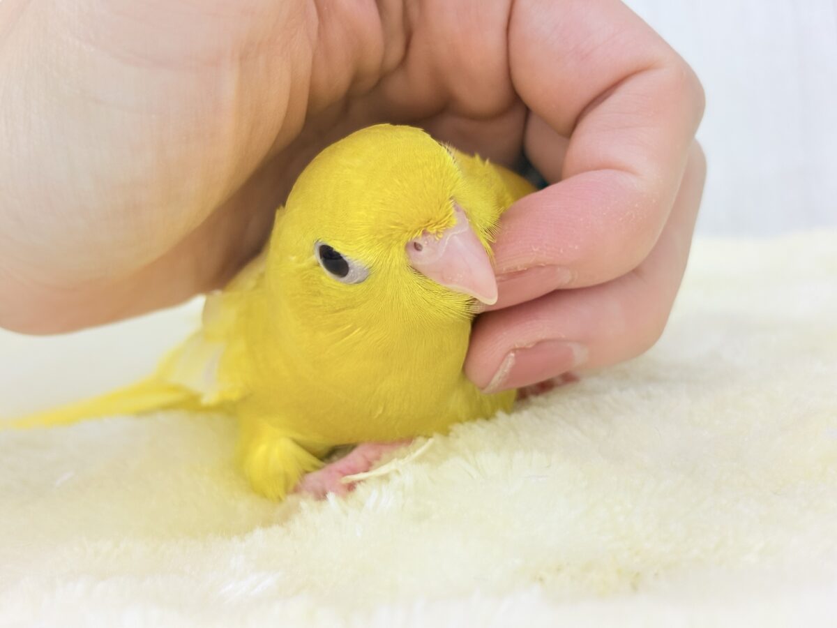 サザナミインコ