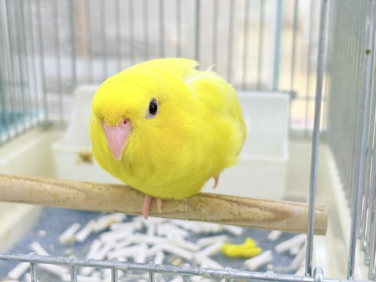 サザナミインコ