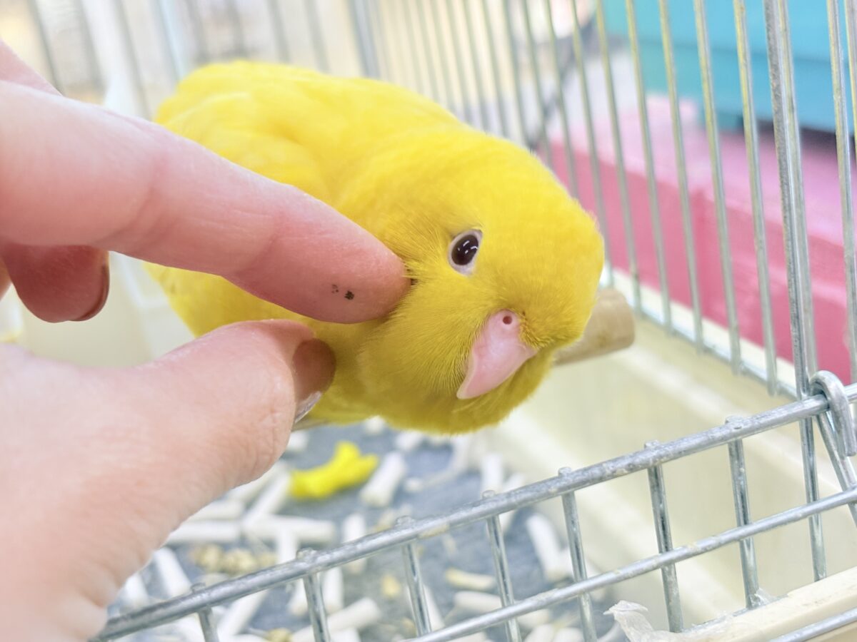 サザナミインコ