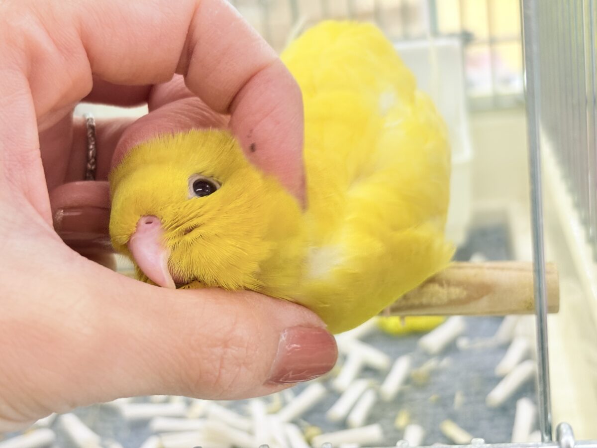 甘々カスタード💛甘えん坊サザナミインコ入舎です🎶