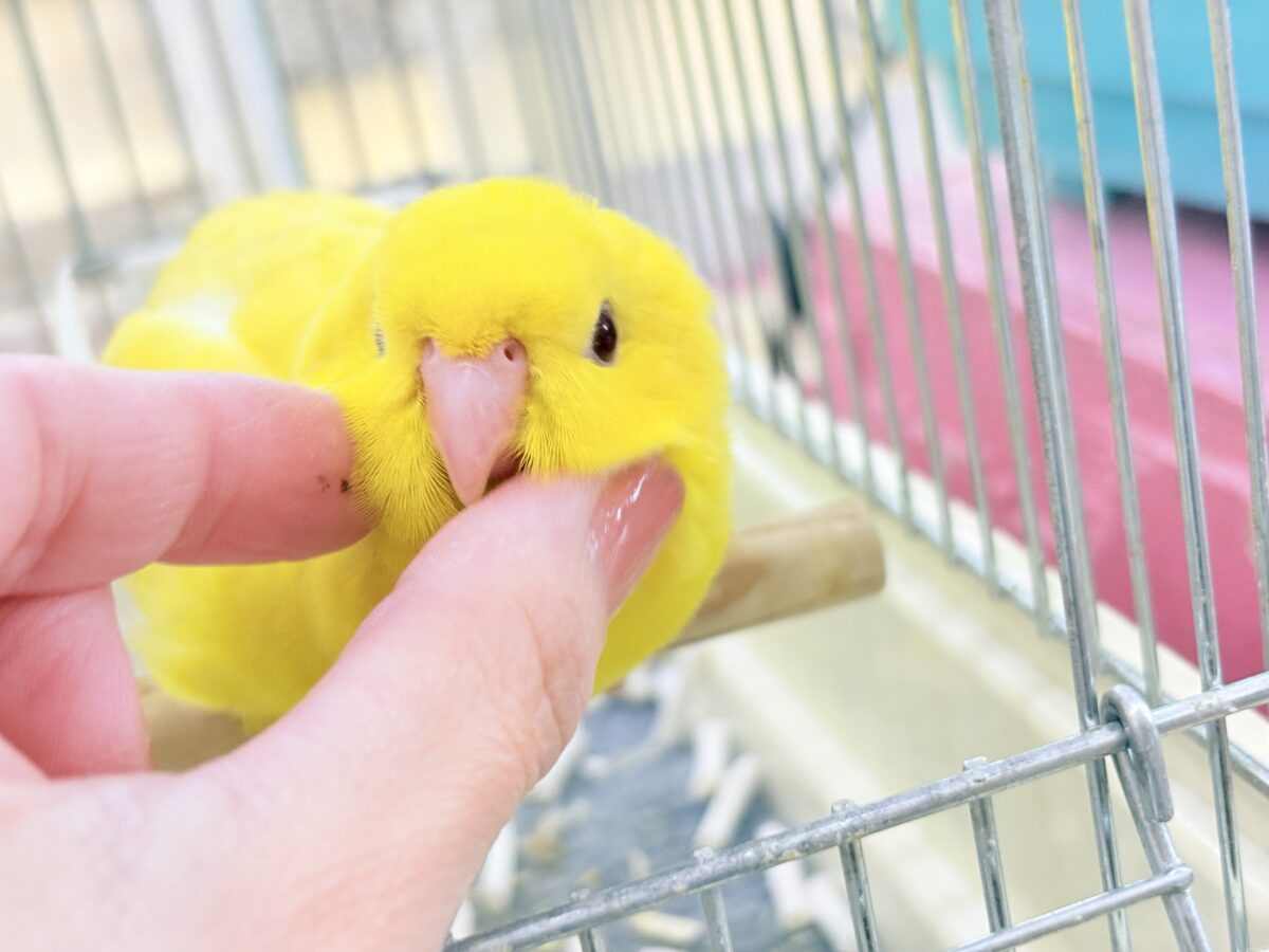 サザナミインコ