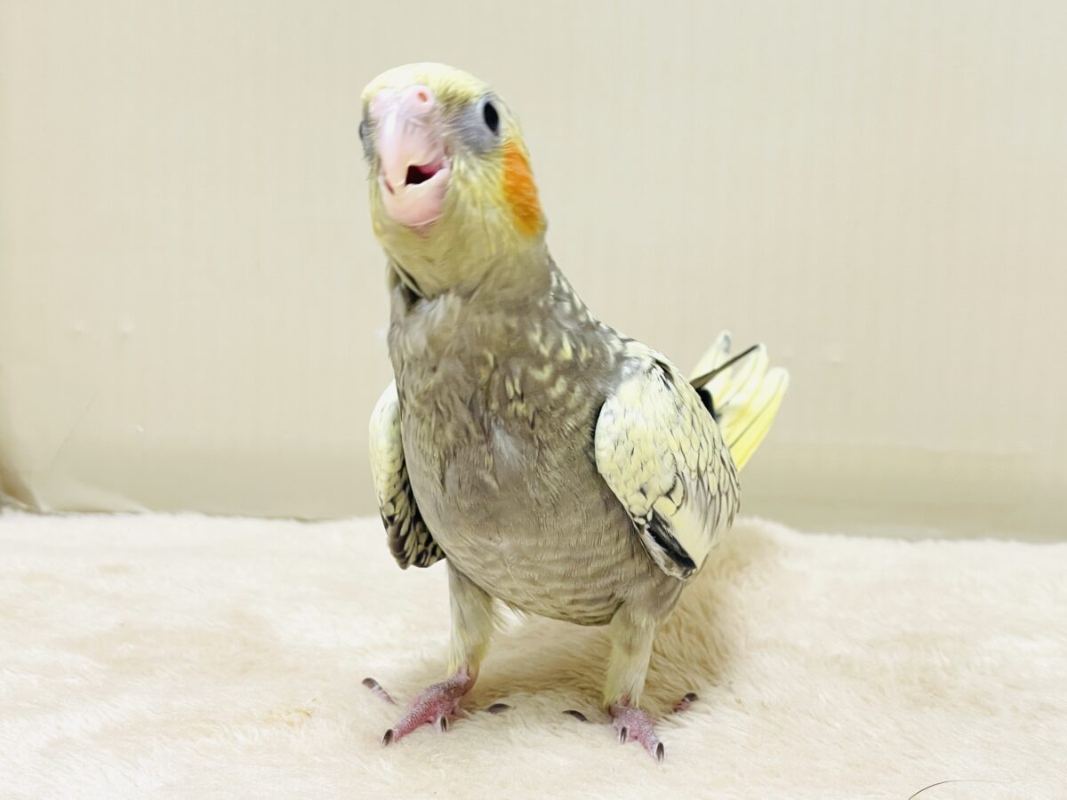 オカメインコ