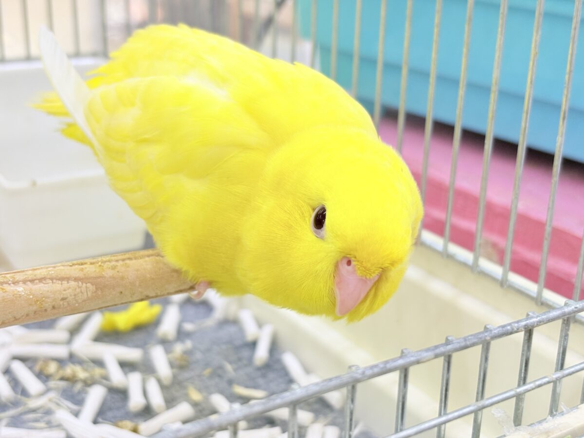 サザナミインコ