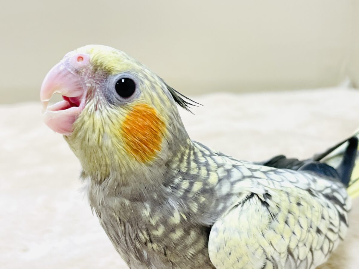 オカメインコ