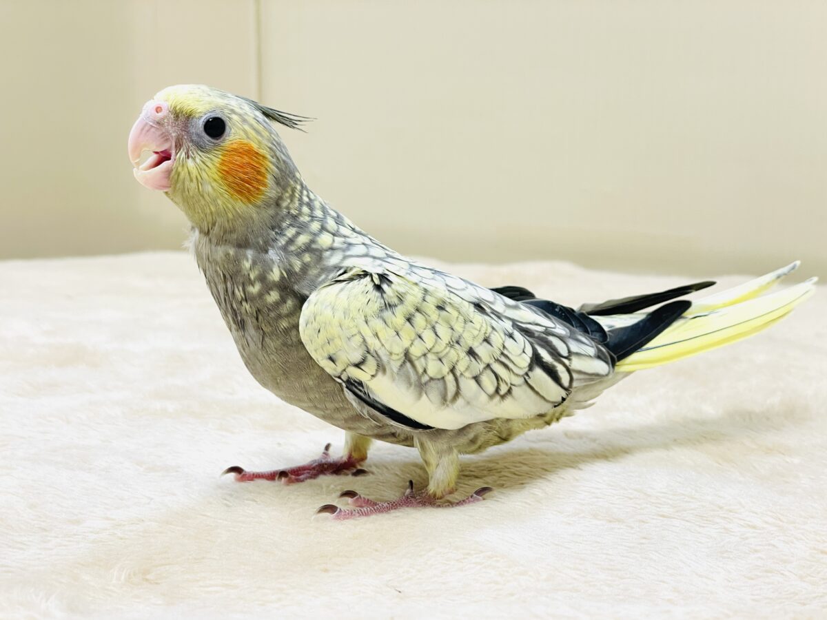 パールがキラッと✨オカメインコちゃん（パール）ヒナ