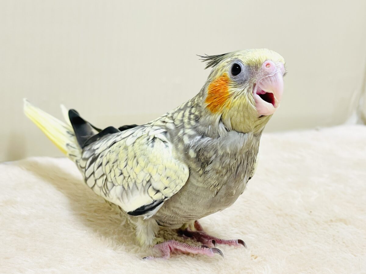 オカメインコ