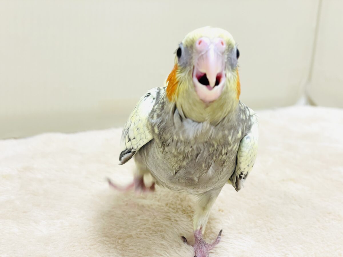 オカメインコ