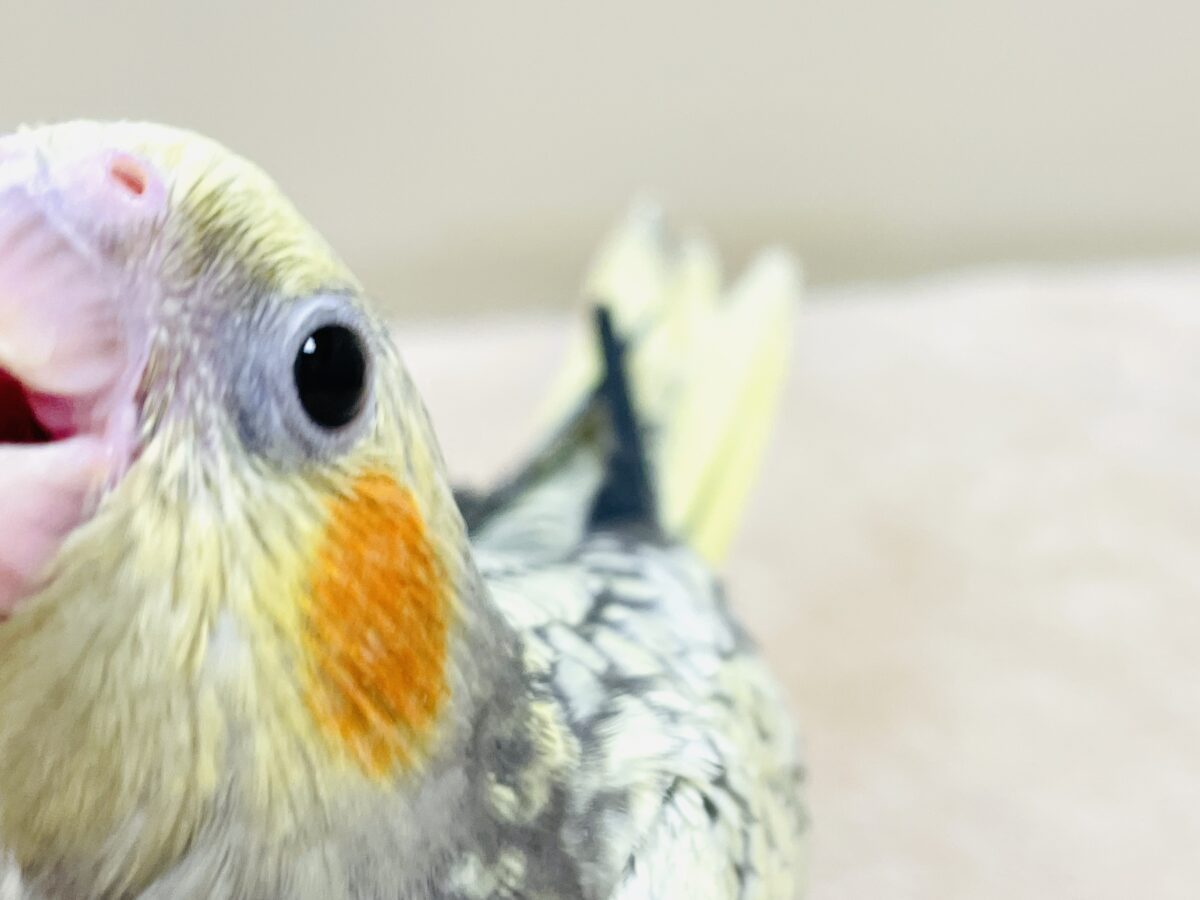 オカメインコ