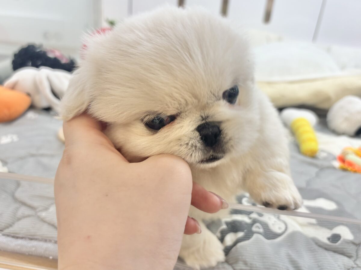 ペキニーズ