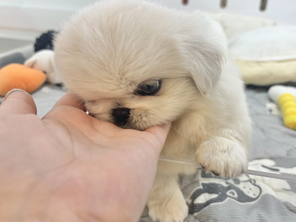 ペキニーズ