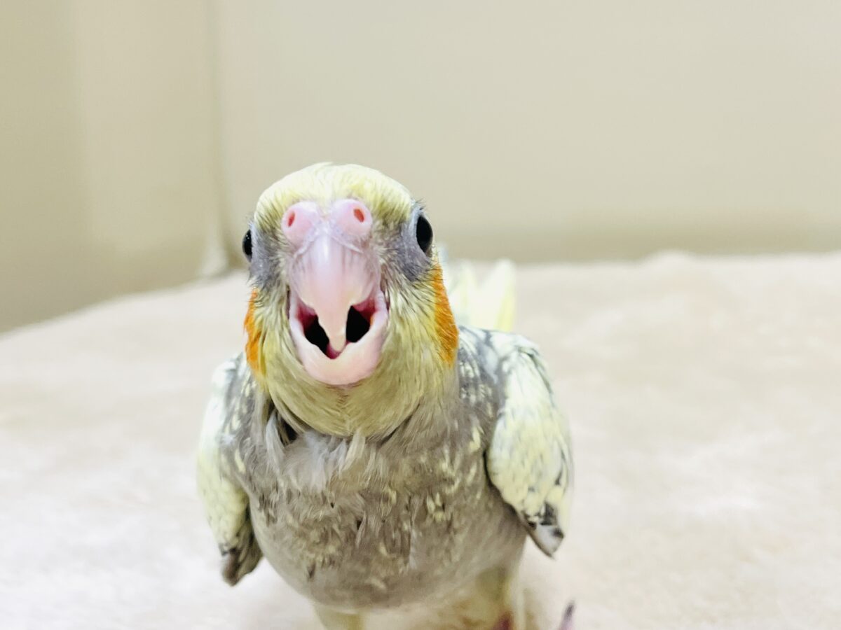 オカメインコ