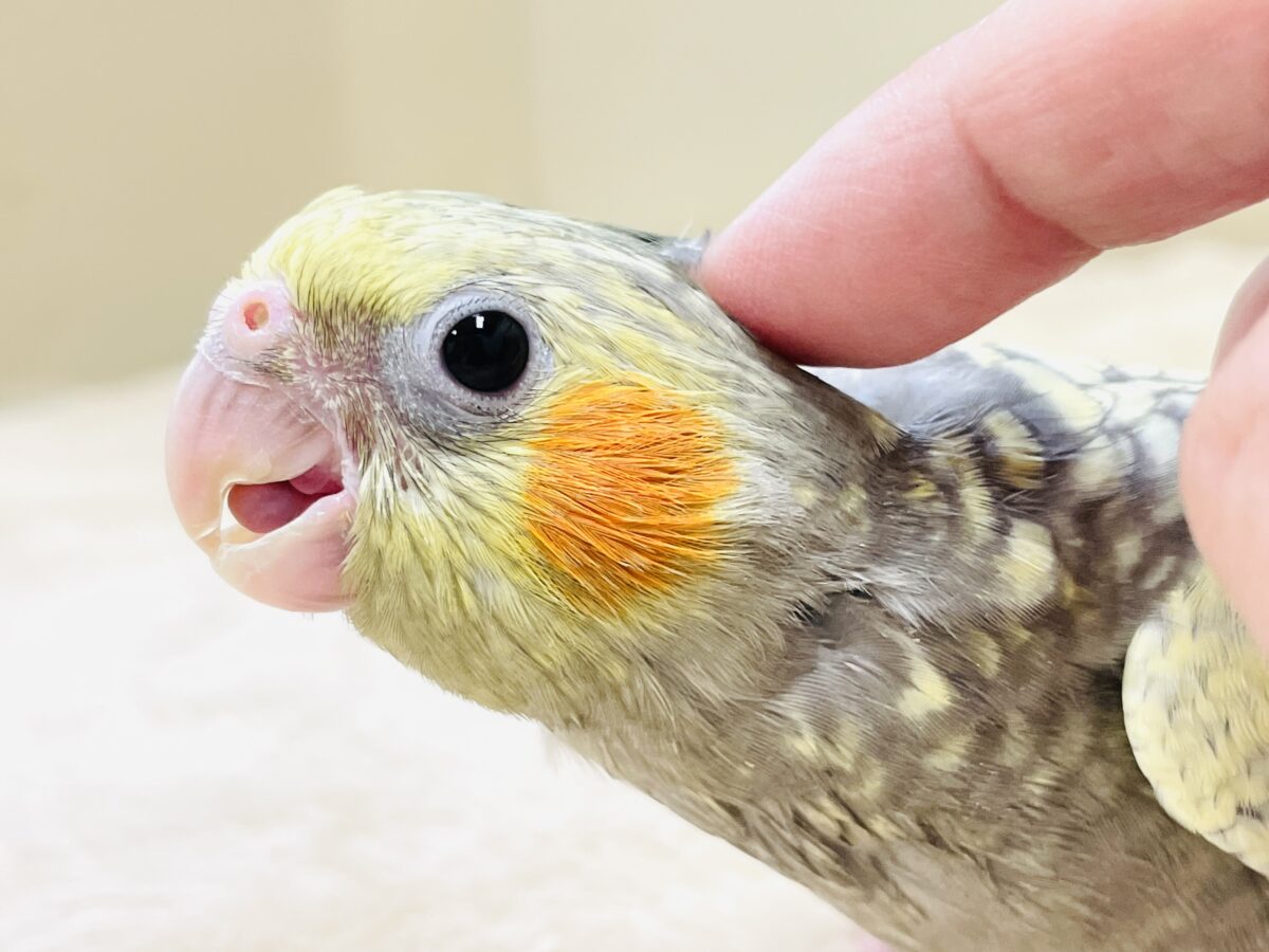 オカメインコ