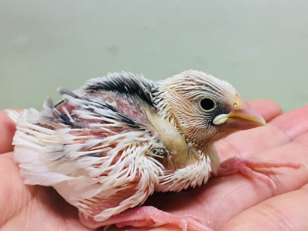 白文鳥
