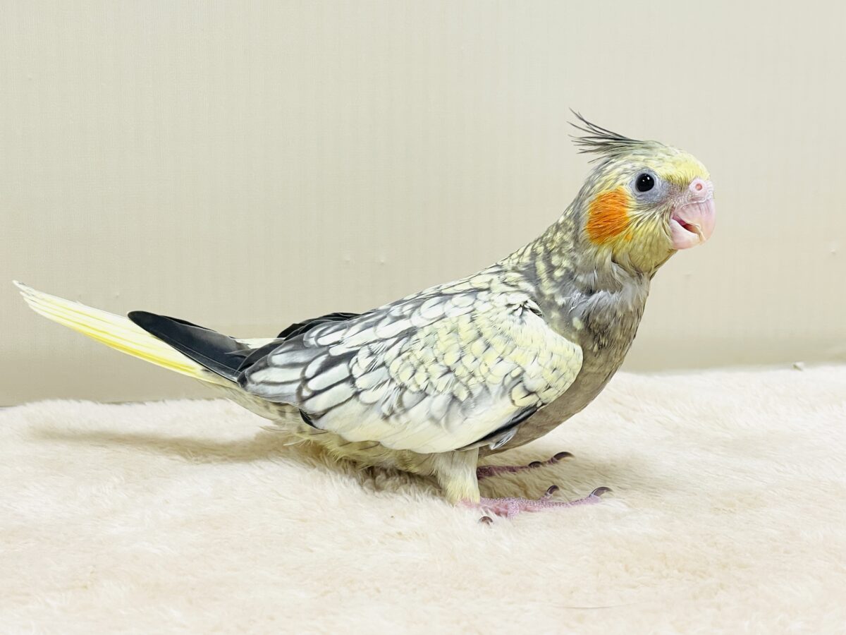 オカメインコ