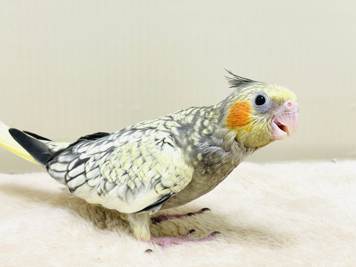 オカメインコ
