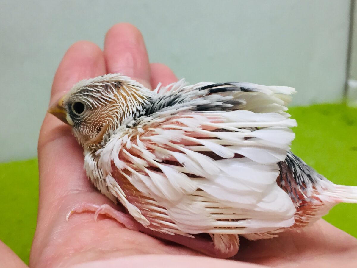 白文鳥