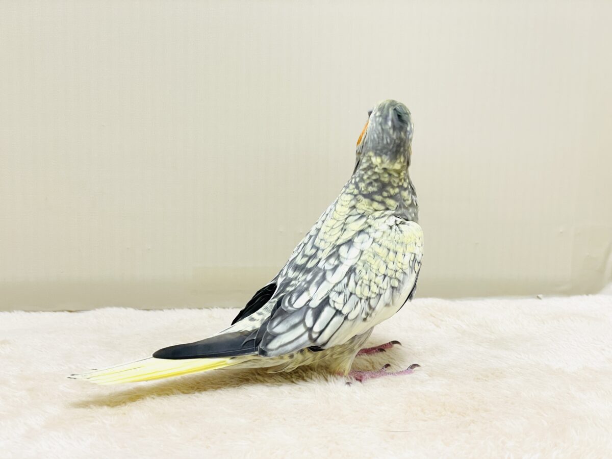 オカメインコ