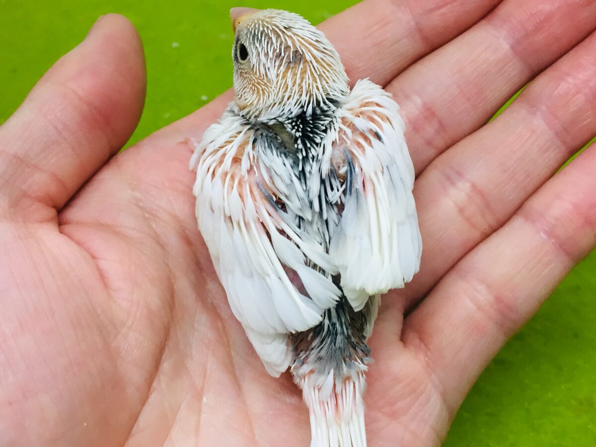 白文鳥