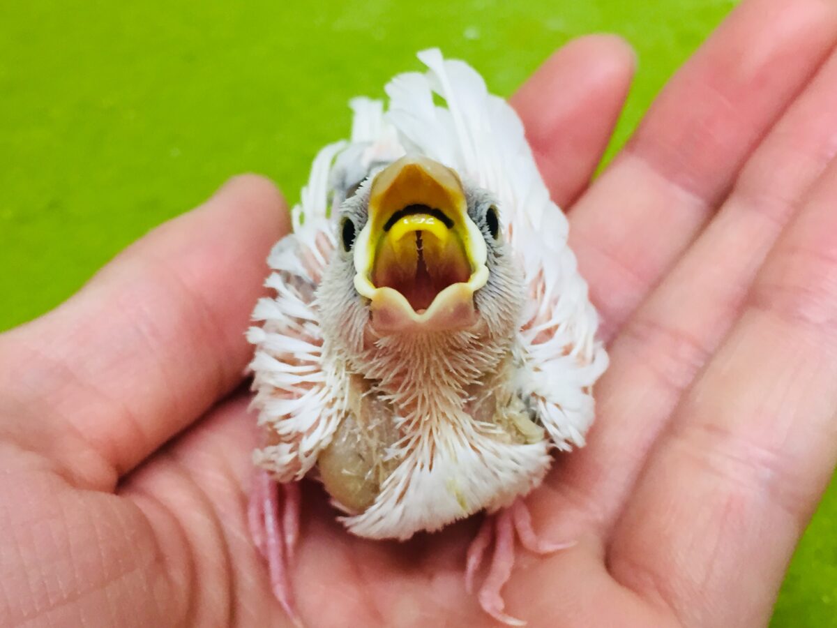 白文鳥