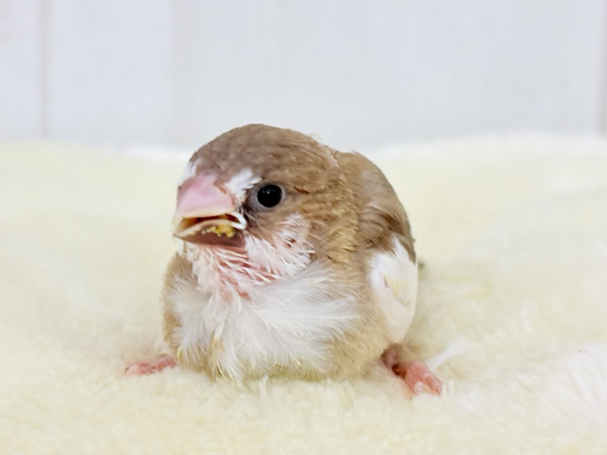 カフェモカで癒されよ♡十姉妹の雛入舎です✨